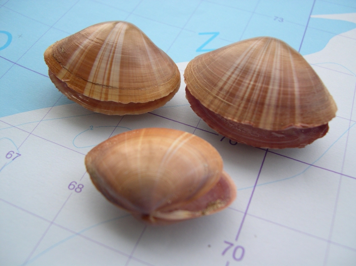 Mactra corallina (Linnaeus, 1758)