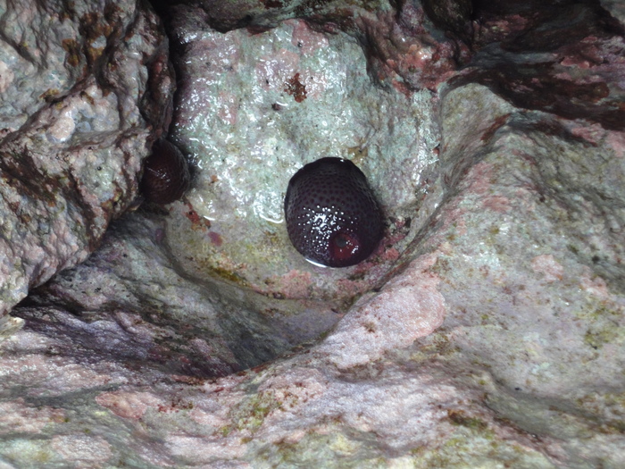 Cladactella manni Cladactella manni