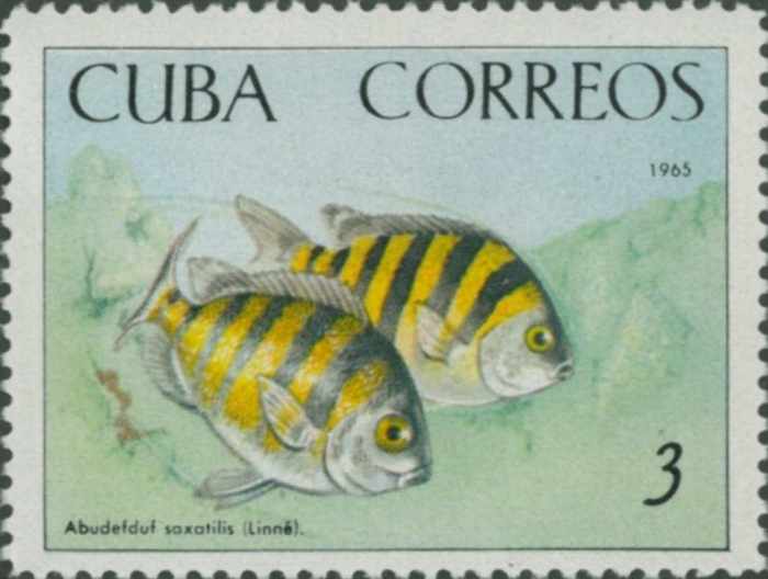 Abudefduf saxatilis