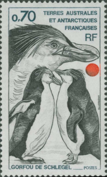 Eudyptes schlegeli