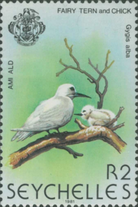 Gygis alba