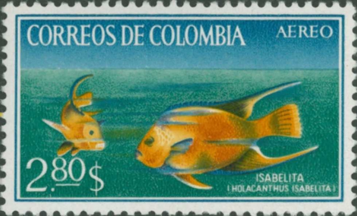 Holacanthus isabelita