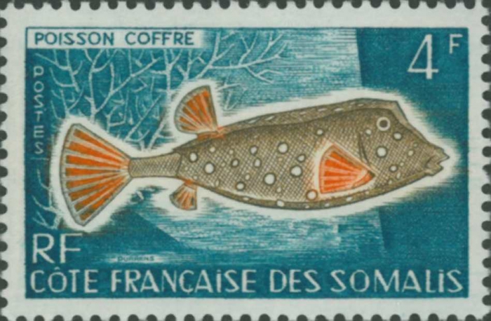 Ostracion sp.