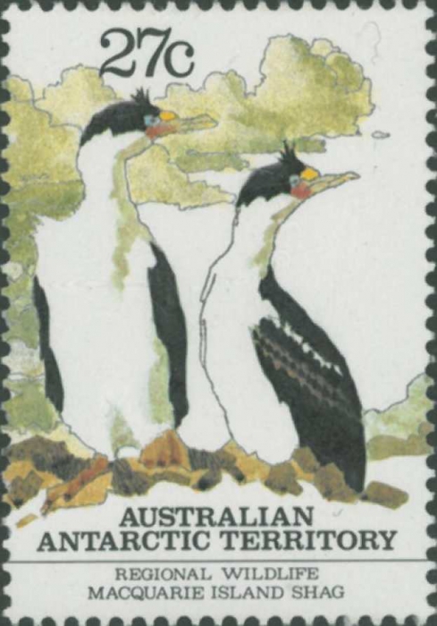 Phalacrocorax atriceps purpurascens