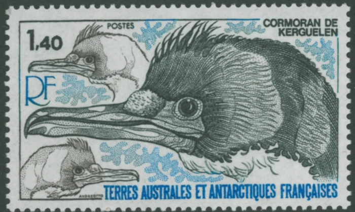 Phalacrocorax verrucosus