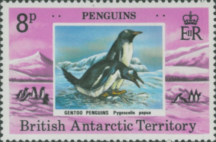 Pygoscelis papua