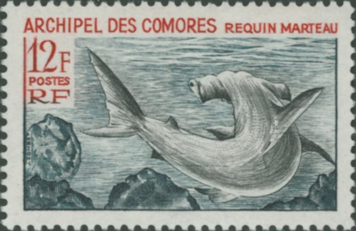 Sphyrna sp.