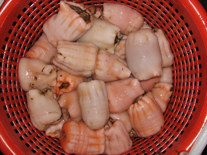 Actinostola callosa from a trawl