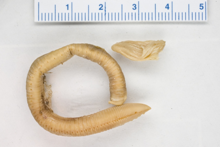 Chone infundibuliformis