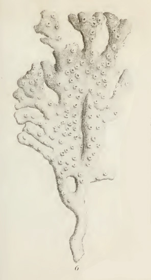 Original Plate of Ellis & Solander's (1786) Spongia palmata.
