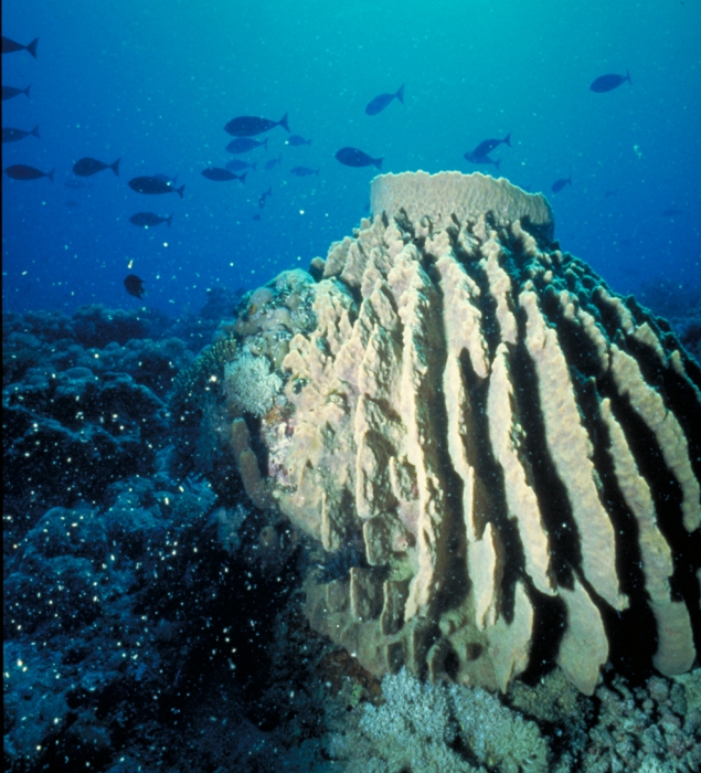 Xestospongia testudinaria in situ, Banda Sea, Indonesia