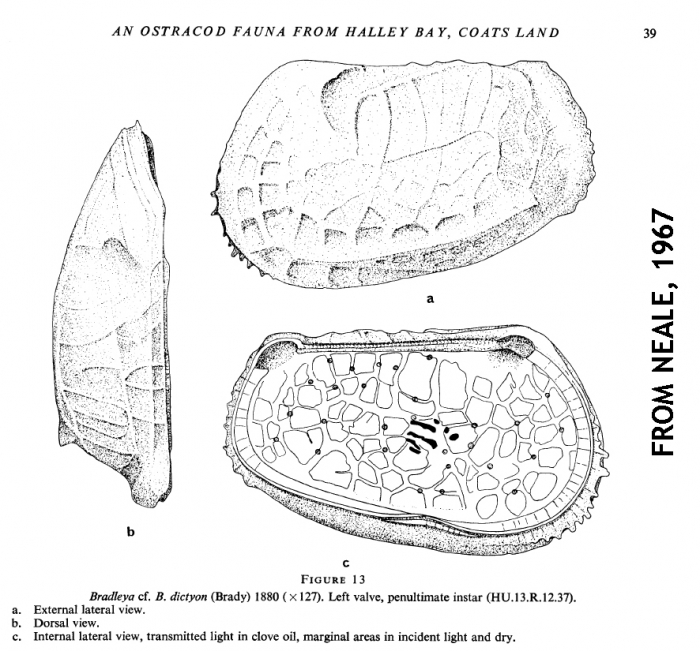 Misidentification of Bradleya dictyon by Neale, 1967 Misidentification of Bradleya dictyon by Neale, 1967