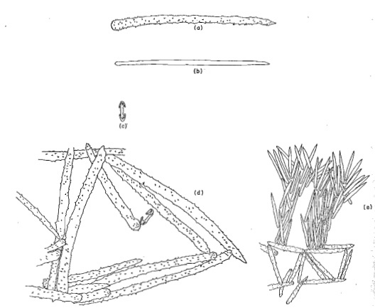 Anthoarcuata graceae spicules