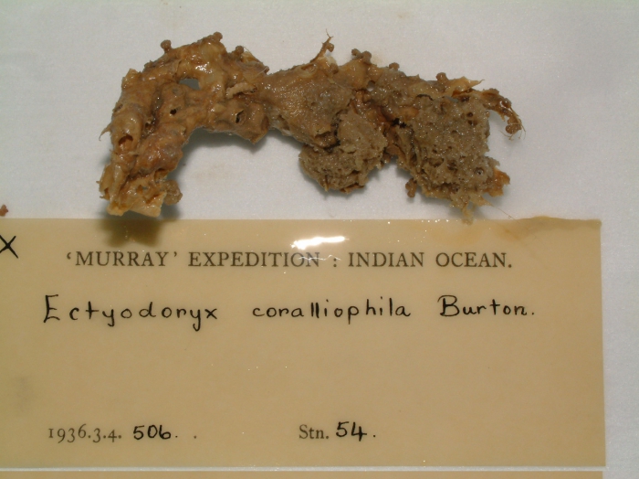 Ectyodoryx coralliophila Ectyodoryx coralliophila