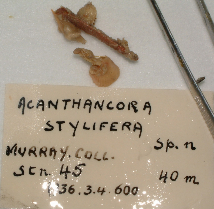 Acanthancora stylifera Acanthancora stylifera
