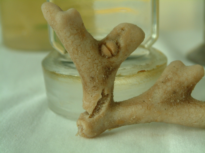 Raspailopsis cervicornis Raspailopsis cervicornis