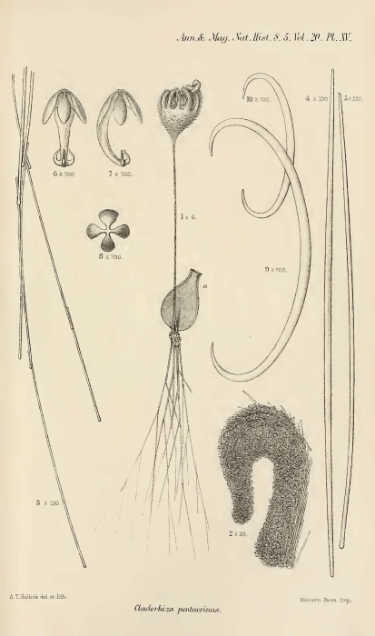Cladorhiza pentacrinus