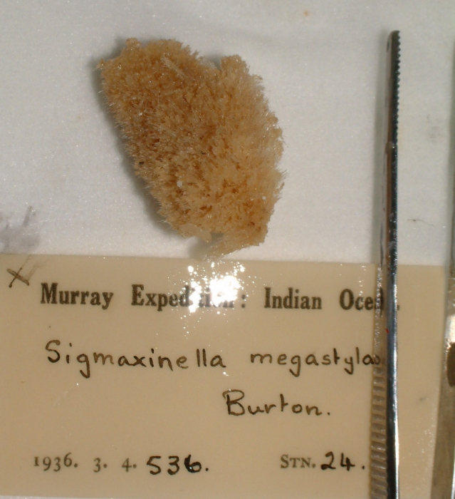 Sigmaxinella megastyla Sigmaxinella megastyla
