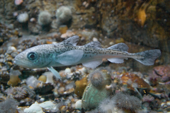 Boreogadus saida