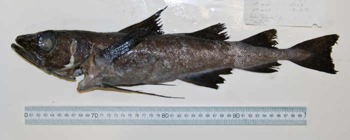 Arctogadus glacialis