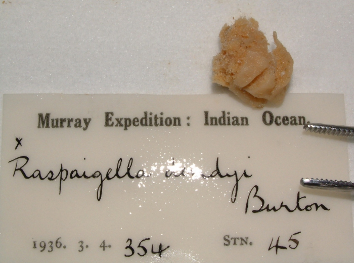 Raspaigella dendyi Raspaigella dendyi