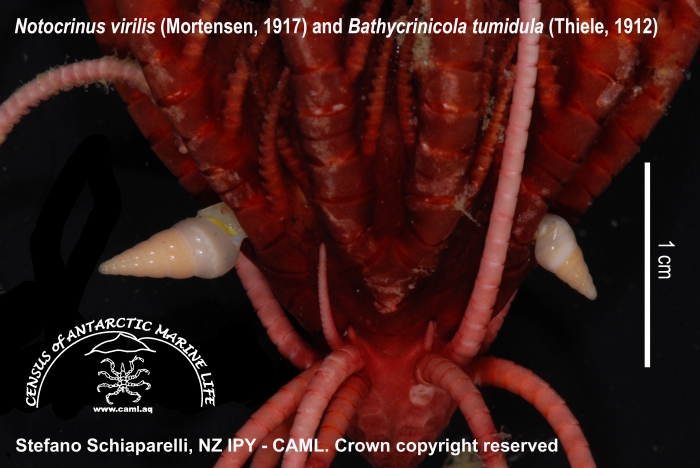 Notocrinus virilis with Bathycrinicola tumidula 1 Notocrinus virilis with Bathycrinicola tumidula 1