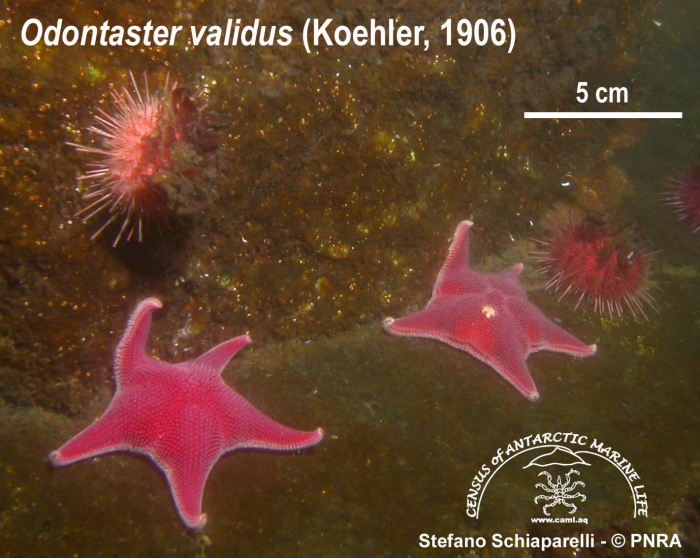 Odontaster validus 3 Odontaster validus 3