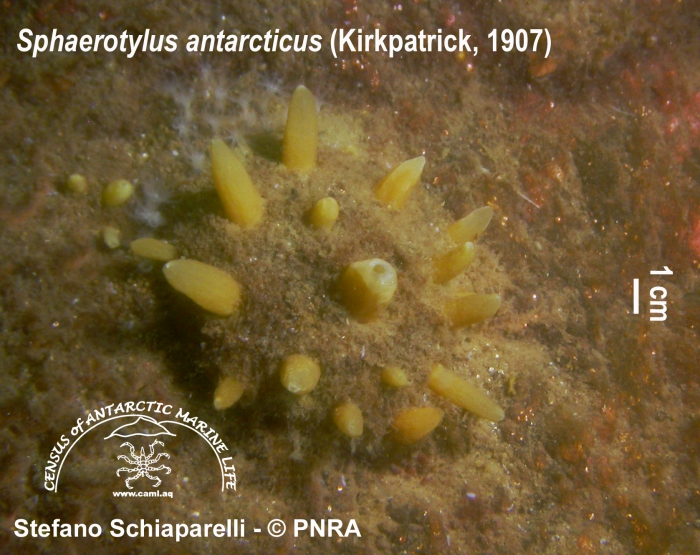 Sphaerotylus antarcticus 1 Sphaerotylus antarcticus 1