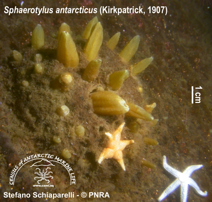 Sphaerotylus antarcticus 2 Sphaerotylus antarcticus 2