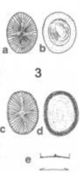 Prymnesium parvum