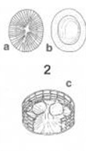 Prymnesium calathiferum