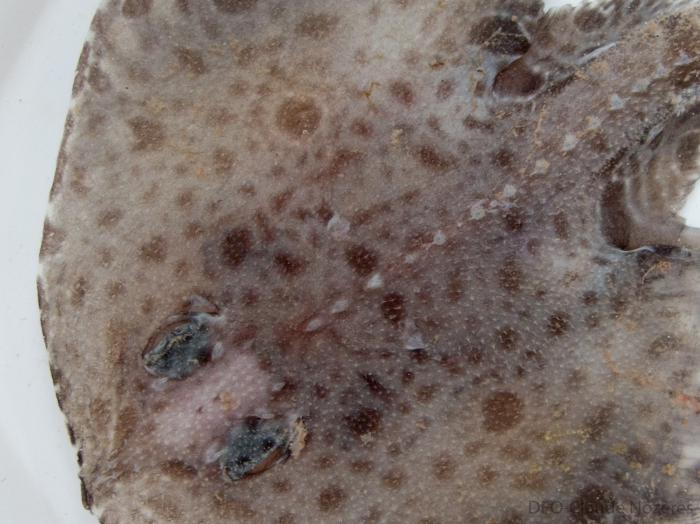 Rajella fyllae - juvenile close-up
