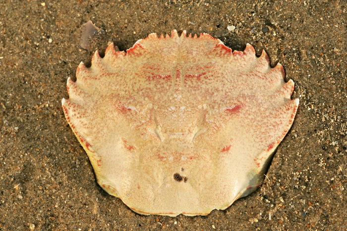 Strandkrab