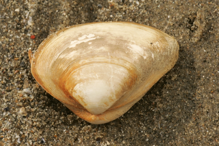 Halfgeknotte strandschelp
