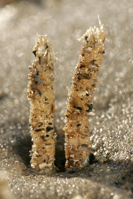 Schelpkokerworm Schelpkokerworm