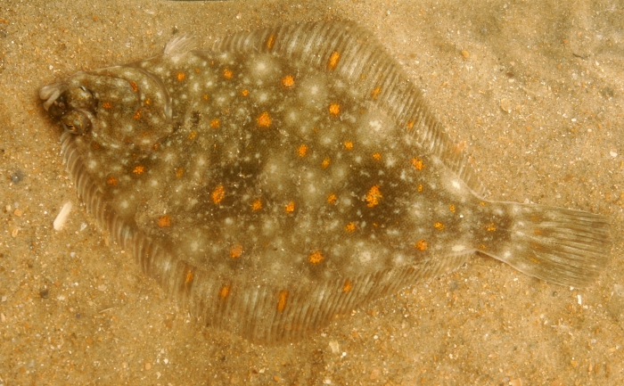 Pleuronectes platessa