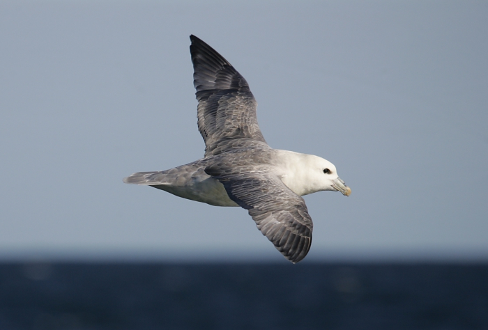 Noordse stormvogel