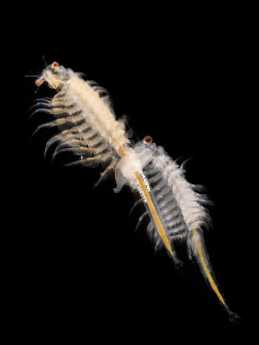 Artemia salina (Linnaeus, 1758) Artemia salina (Linnaeus, 1758)