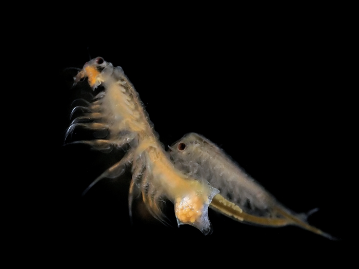 Artemia salina (Linnaeus, 1758) Artemia salina (Linnaeus, 1758)