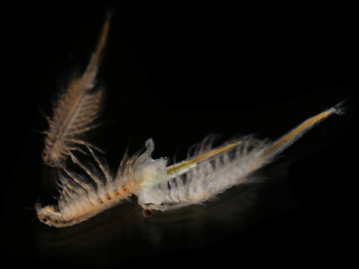 Artemia salina (Linnaeus, 1758) Artemia salina (Linnaeus, 1758)