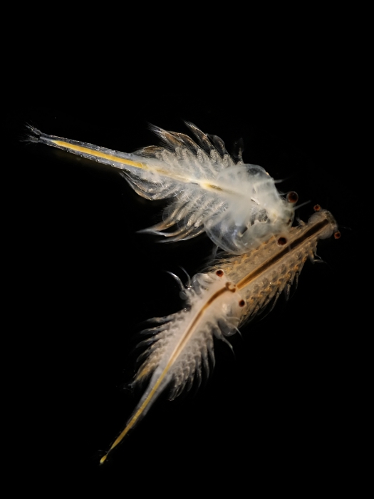 Artemia salina (Linnaeus, 1758) Artemia salina (Linnaeus, 1758)