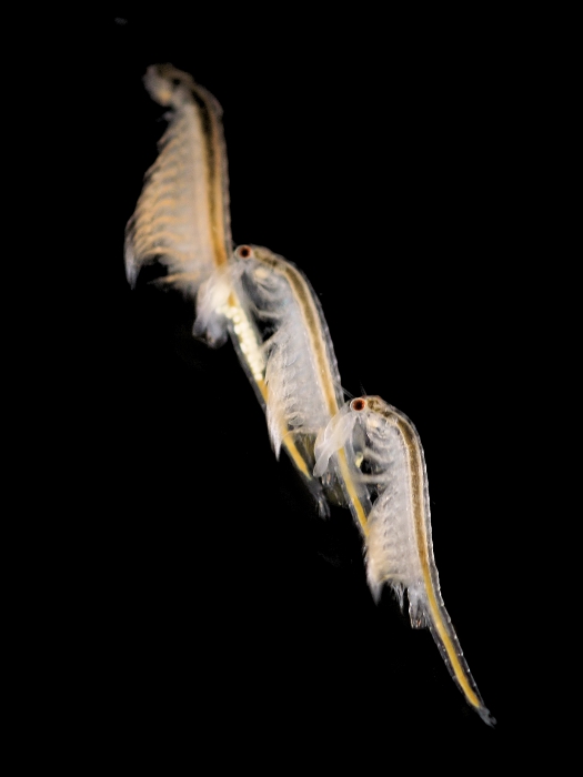 Artemia salina (Linnaeus, 1758) Artemia salina (Linnaeus, 1758)