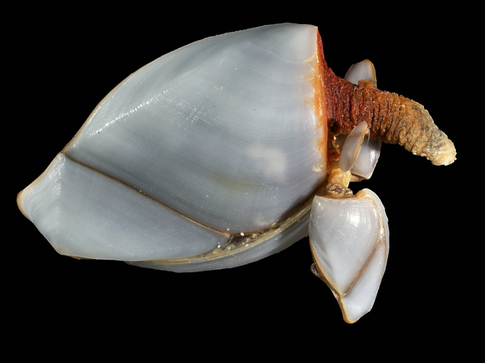 Lepas anserifera Linnaeus, 1767 Lepas anserifera Linnaeus, 1767