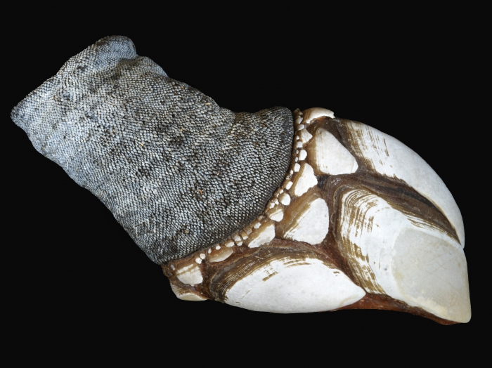 Pollicipes pollicipes (Gmelin, 1789) Pollicipes pollicipes (Gmelin, 1789)