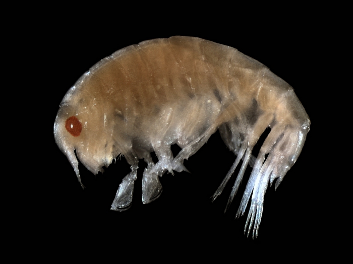 Amphilochus neapolitanus Della Valle, 1893 Amphilochus neapolitanus Della Valle, 1893