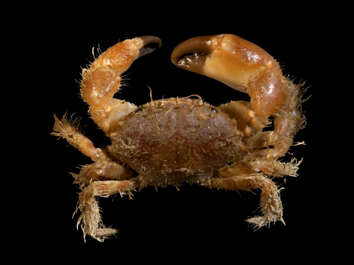 Pilumnus Hirtellus, Linnaeus, 1761