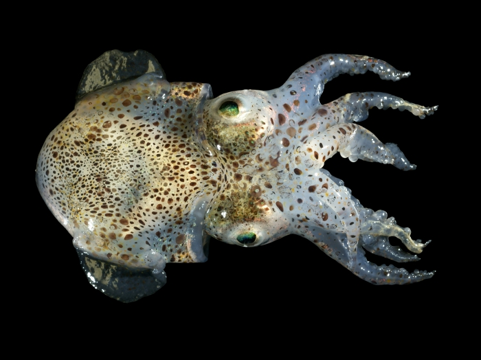 Sepiola atlantica d'Orbigny, 1839