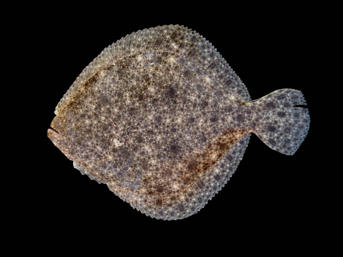 Psetta maxima (Linnaeus, 1758) 