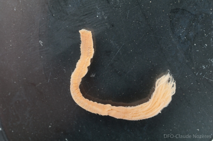 Branchiomma infarctum - small 2 Branchiomma infarctum - small 2