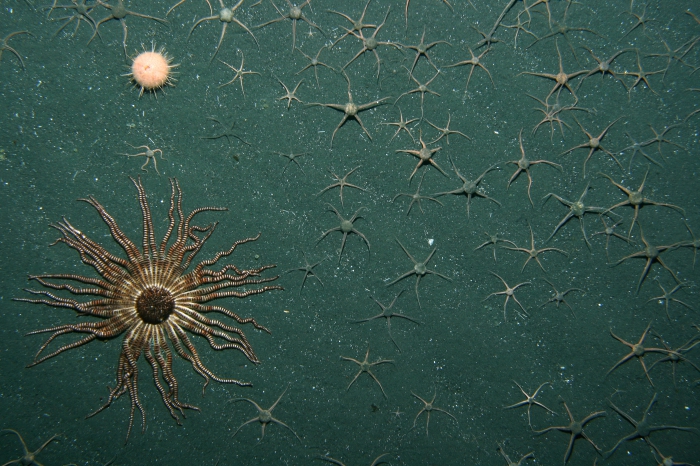 Scott Seamount, TAN0802/246 Scott Seamount, TAN0802/246